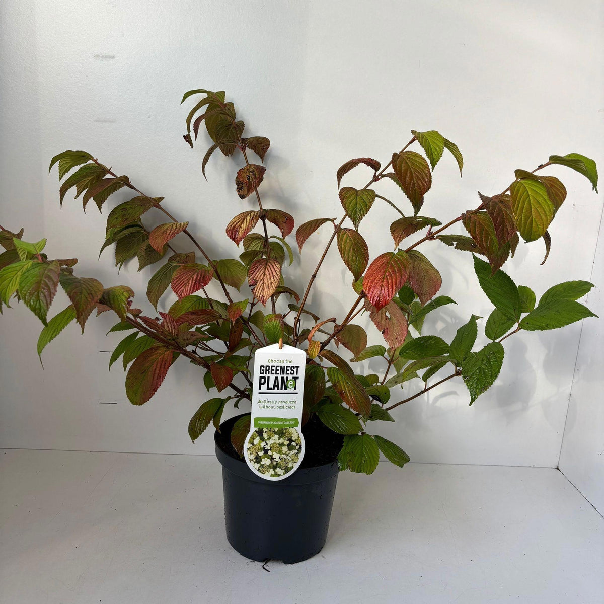 Viburnum plicatum 55cm 19cm Pot