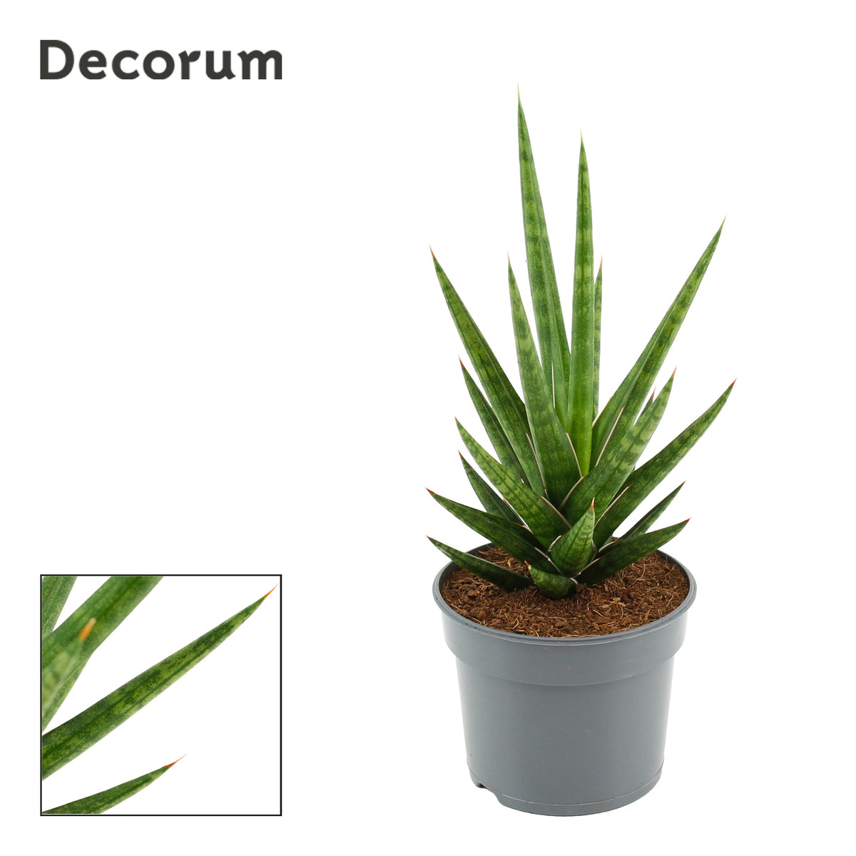 Sansevieria francisii 22cm 9cm Pot