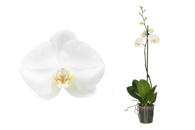 Phalaenopsis white 60cm 12cm Pot