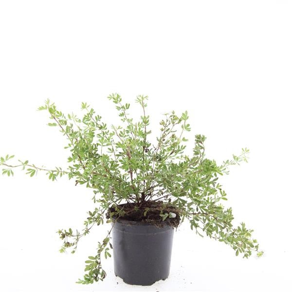 Boer, W.T.M. de Potentilla frut. Abbotswood Pack of 8