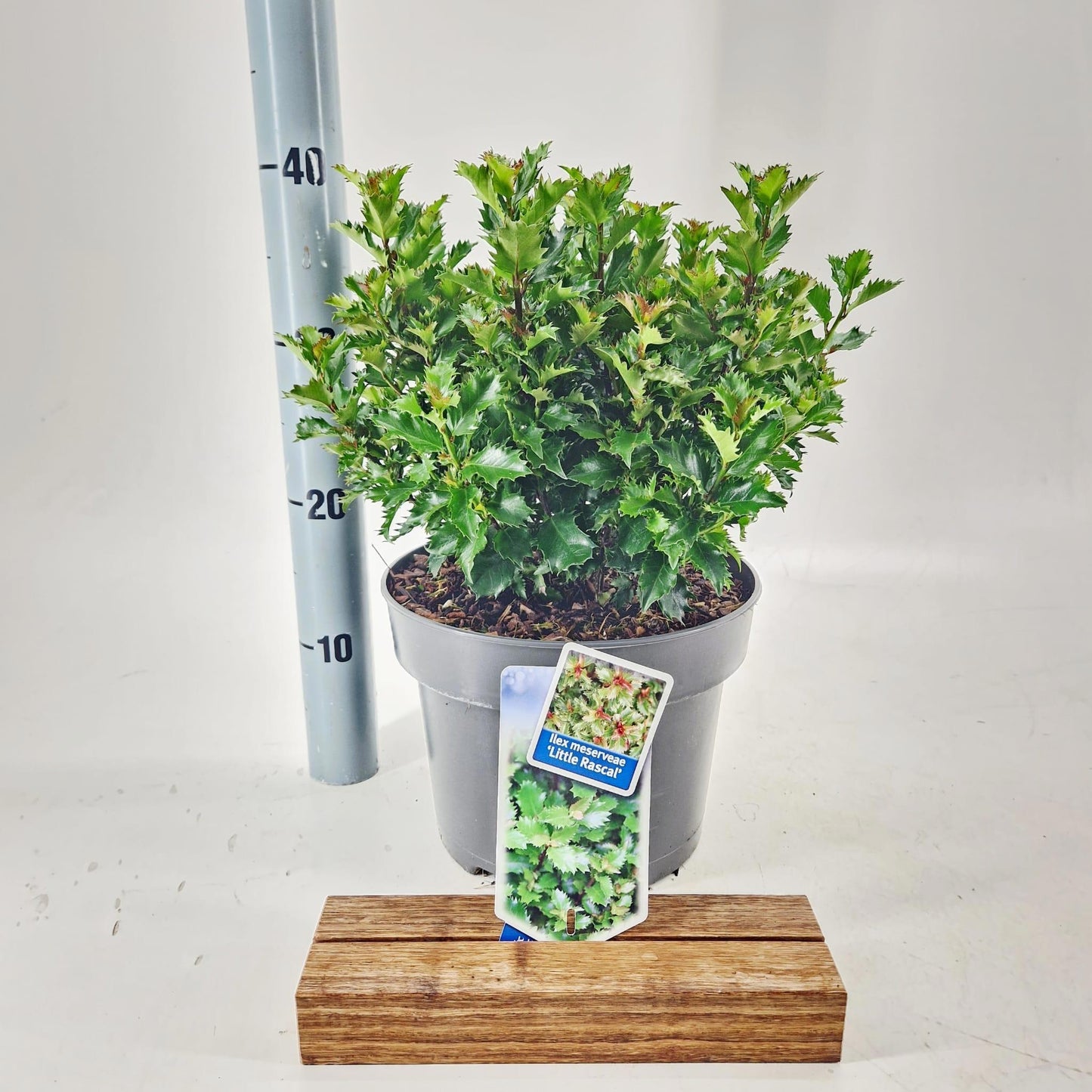 Ilex meserveae 40cm 23cm Pot