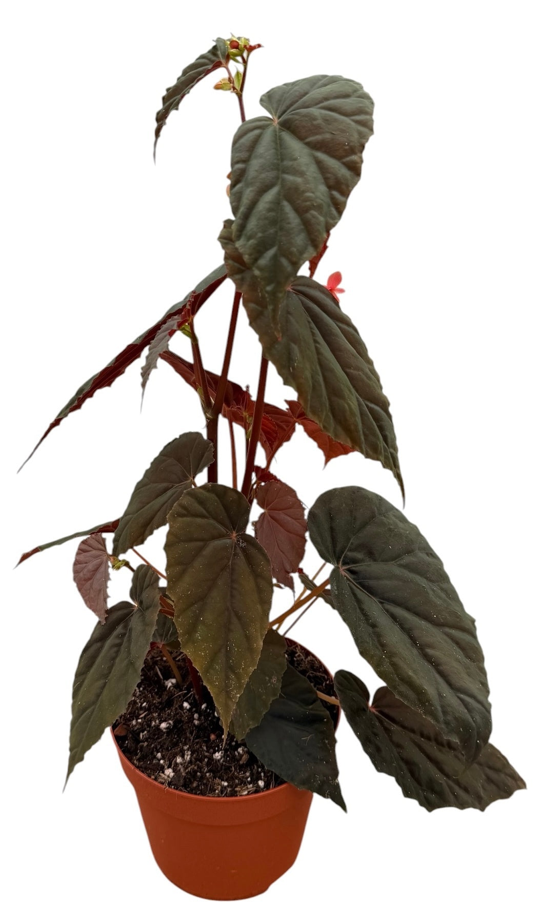 Begonia Cottage Bright Red 30cm 14cm Pot