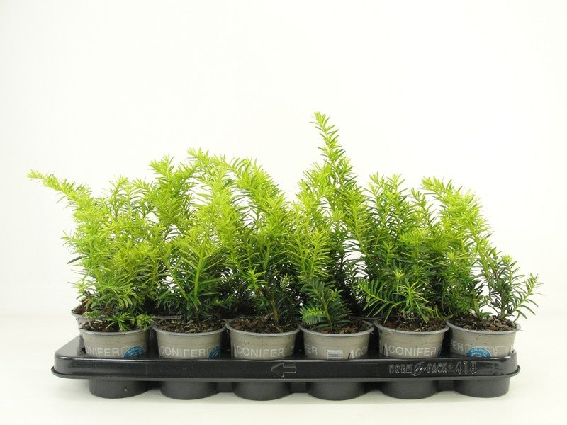 Taxus Summergold 25cm 9cm Pot