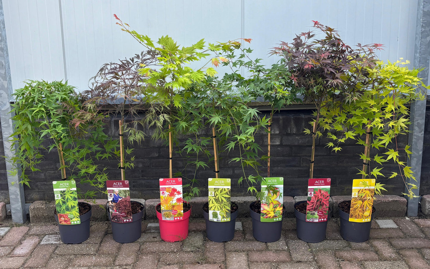 Acer palmatum mix 80cm 19cm Pot