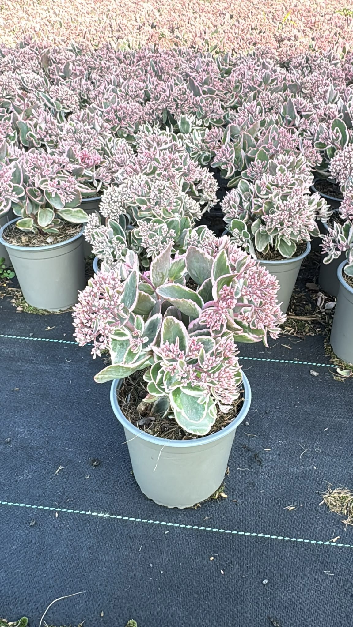 Woudenberg, VOF Gebr. van Sedum tel. La Vie en Rose Pack of 8