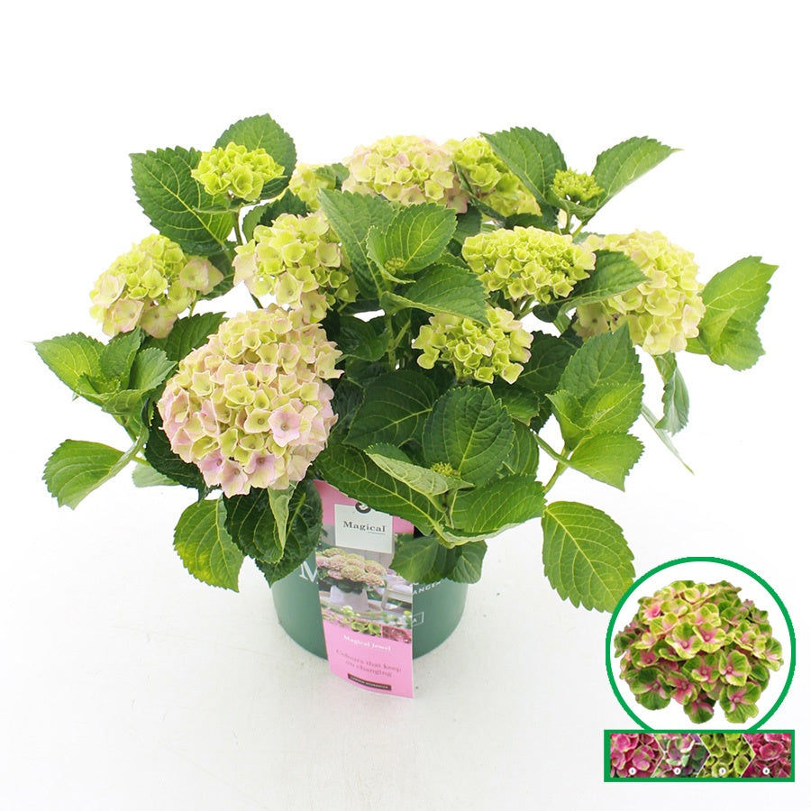 Hydrangea macrophylla mix 45cm 23cm Pot