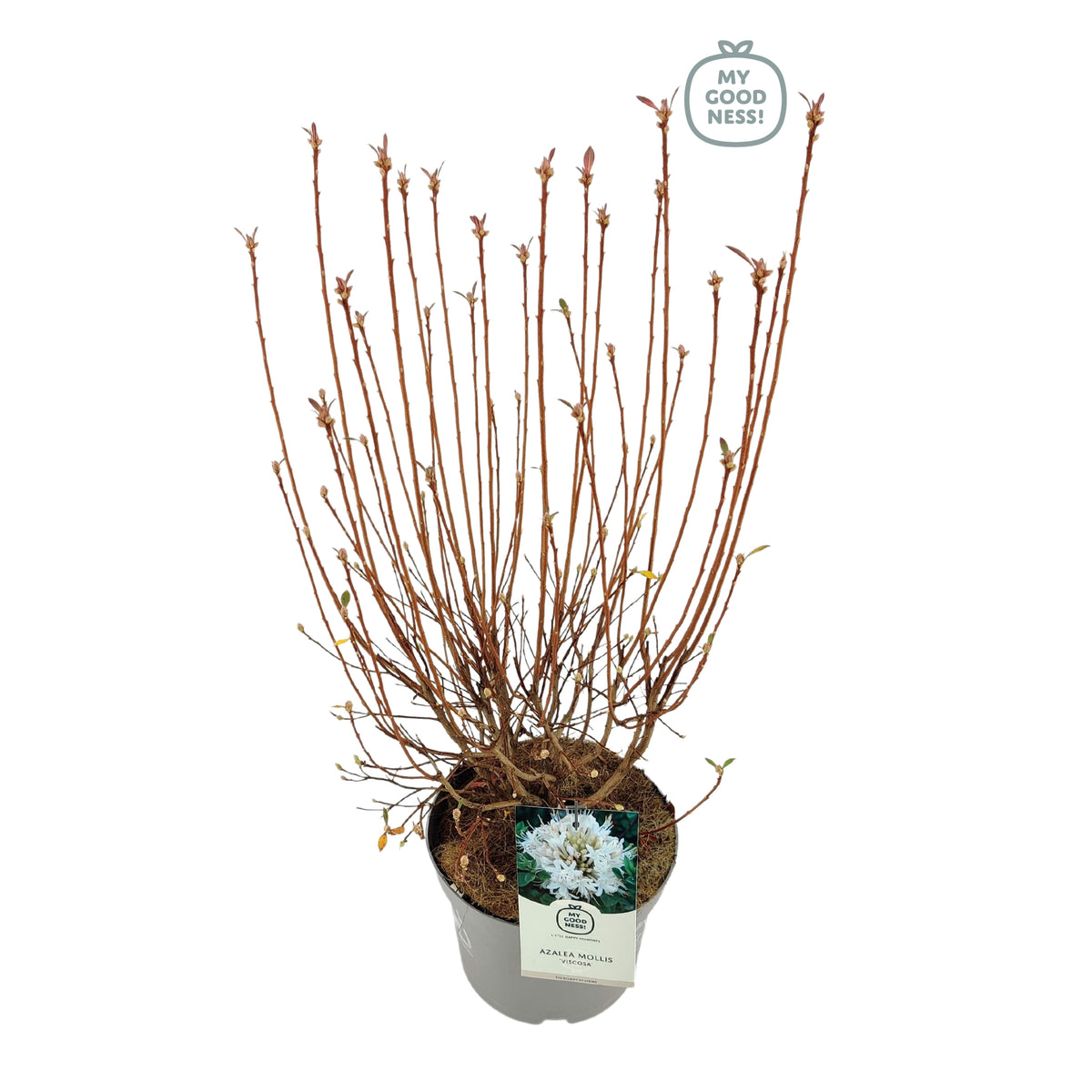 Rhododendron mollis mix 60cm 23cm Pot
