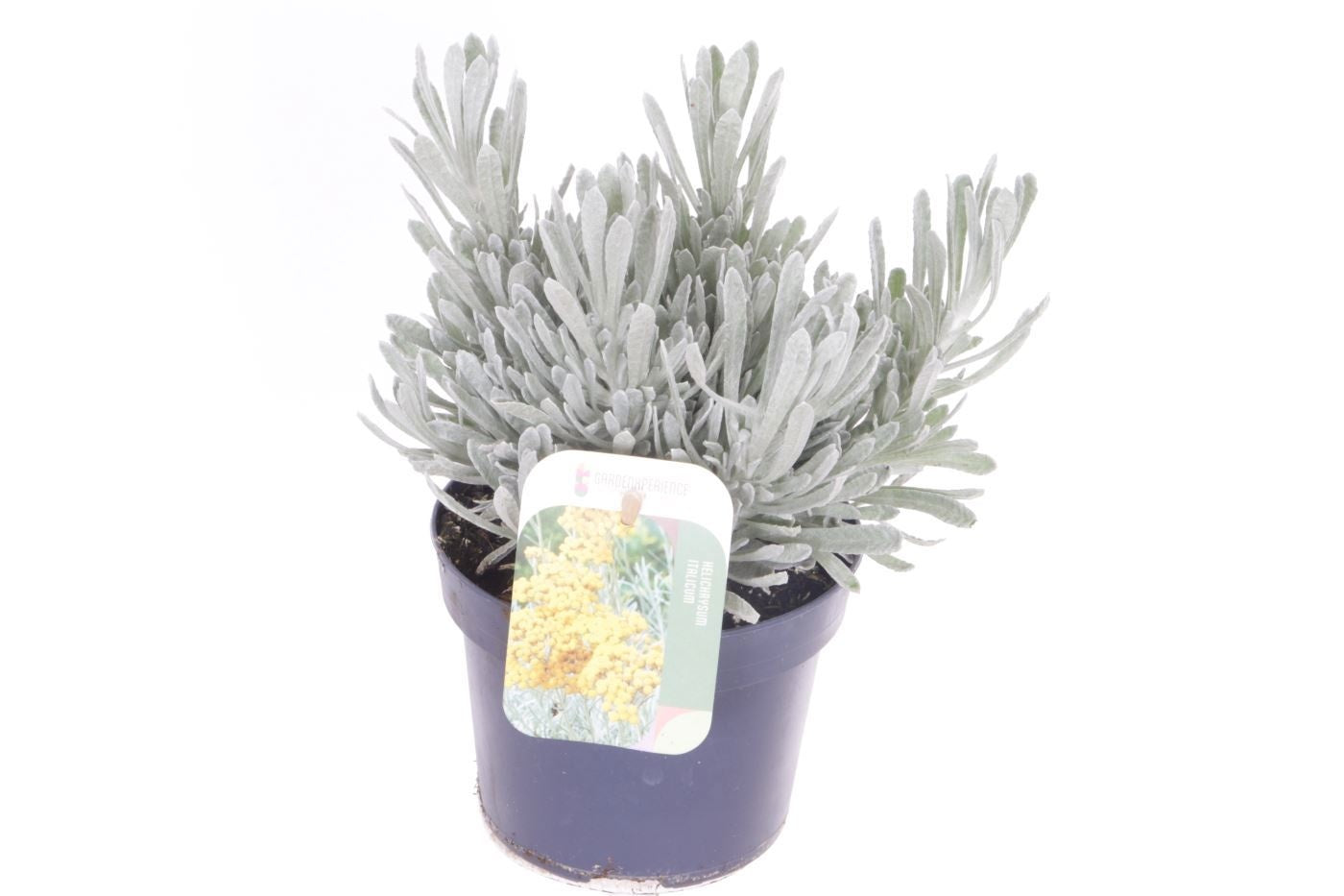 Noordpoel BV, Kw. de Helichrysum Silvio Bushy Pack of 8