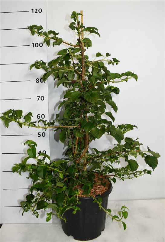 Hydrangea petiolaris 120cm 32cm Pot