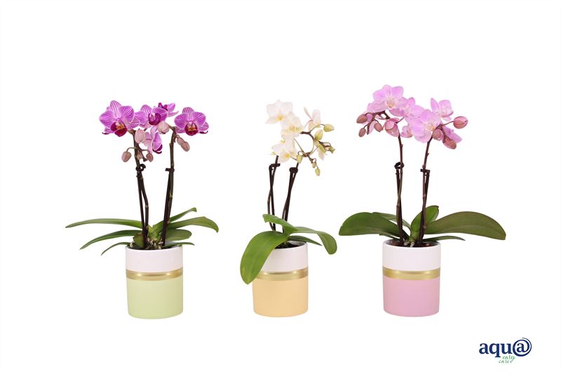 Phalaenopsis hybrid 17cm 6cm Pot