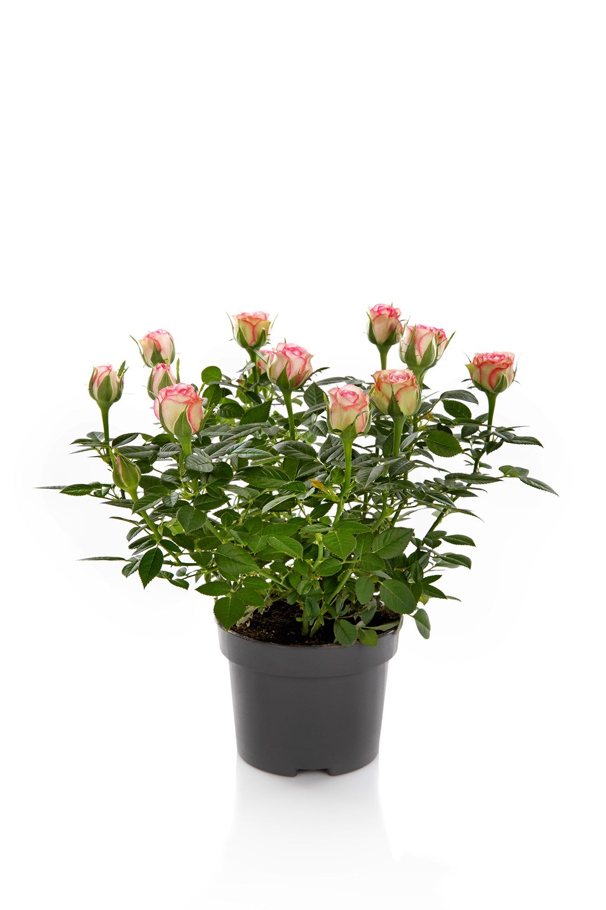 Rosa Kordana Carousel 25cm 510cm Pot