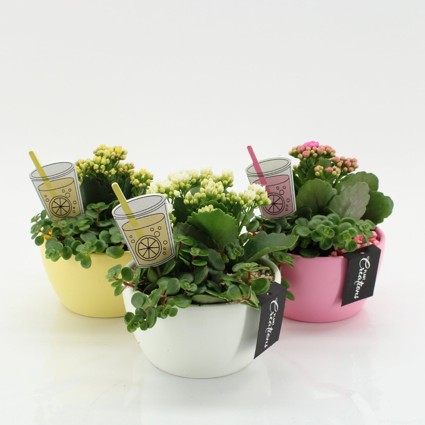 SECR-2620M Summer Essentials Colors 20cm 14cm Pot