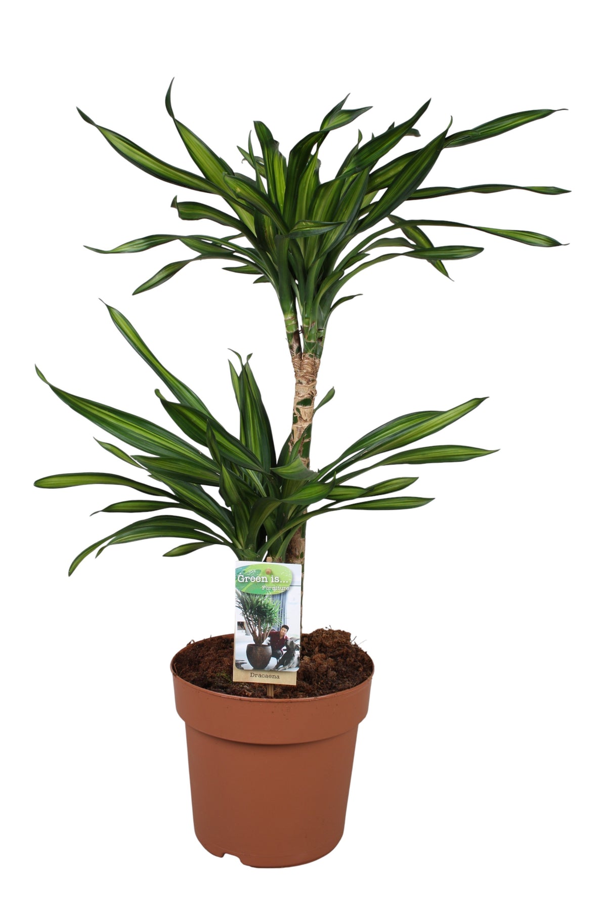 Dracaena frag. Riki 70cm 21cm Pot