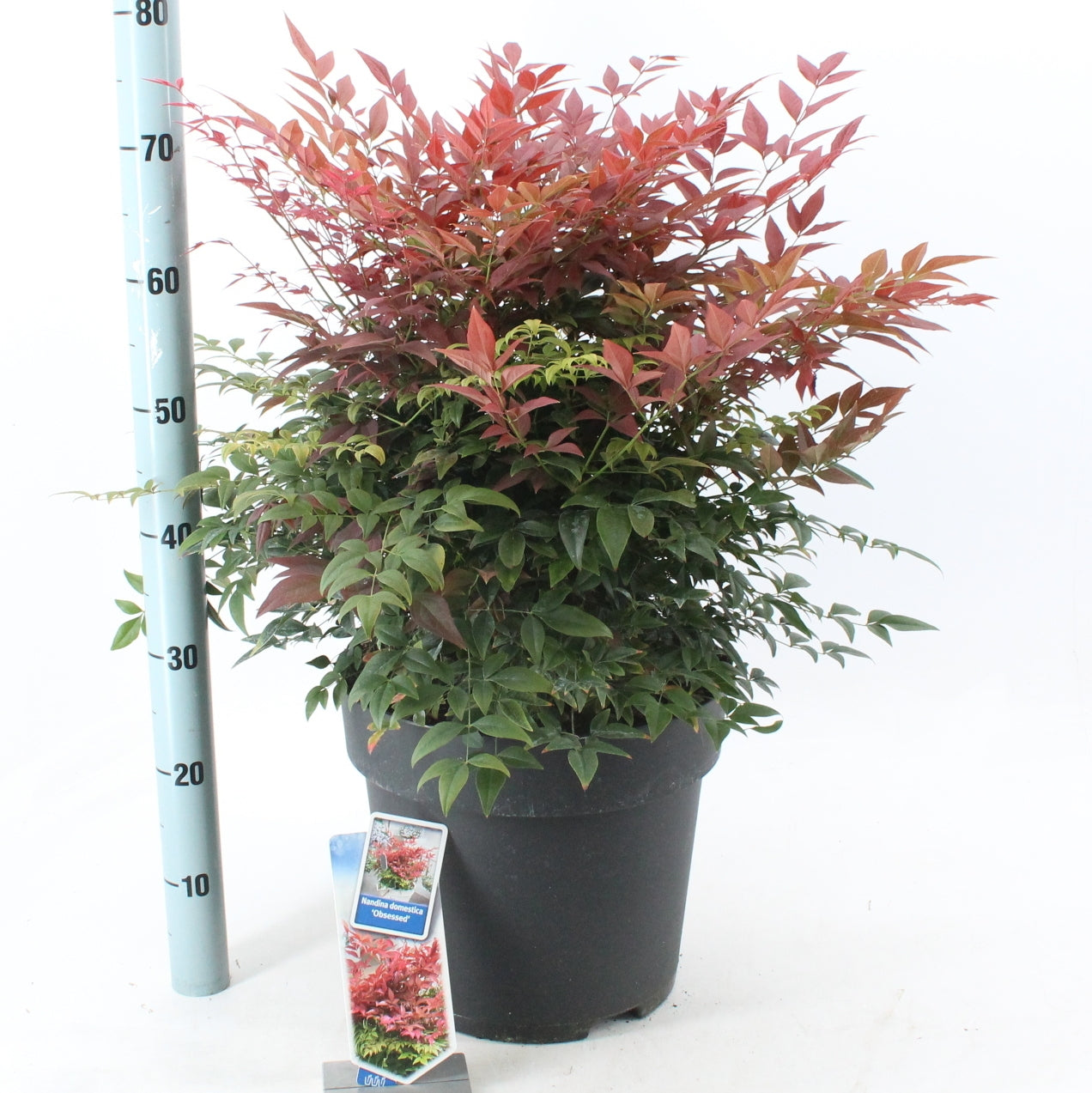 Nandina domestica Obsessed 45cm 32cm Pot