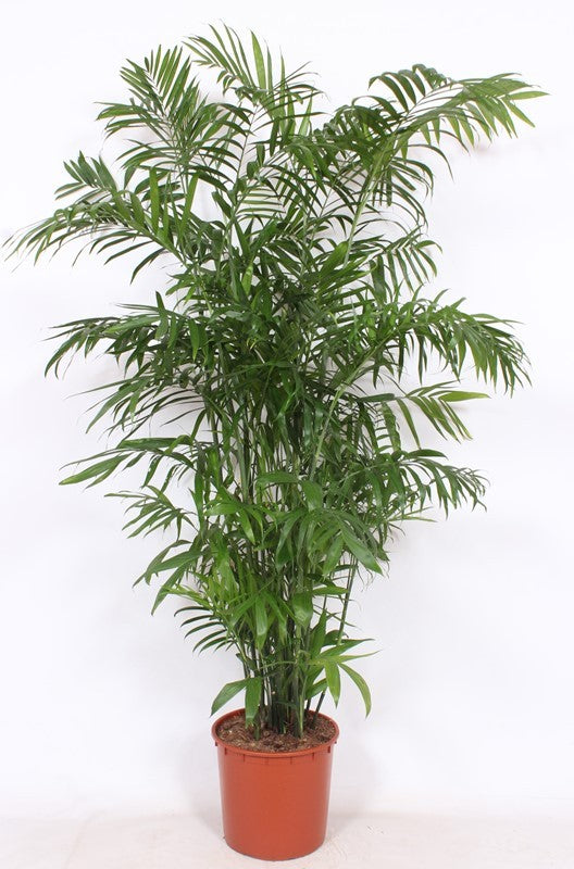 Chamaedorea seifrizii 170cm 34cm Pot