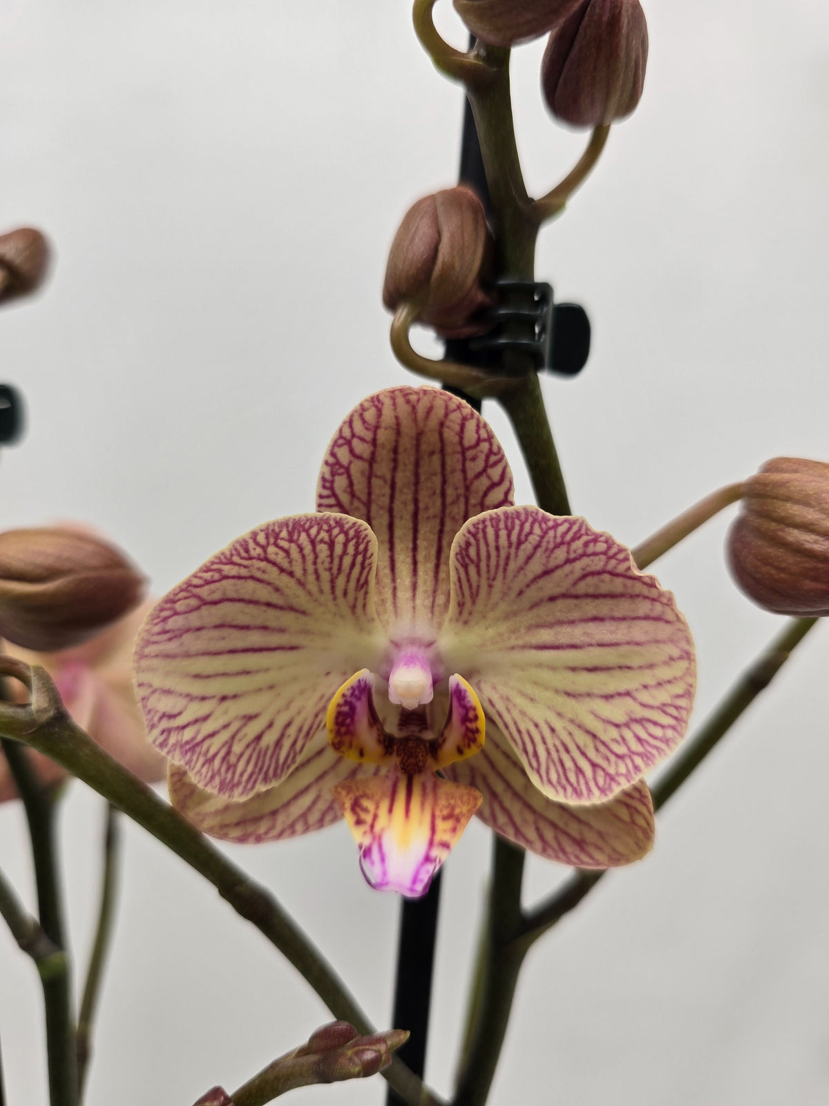 Phalaenopsis Hybrid 60cm 12cm Pot