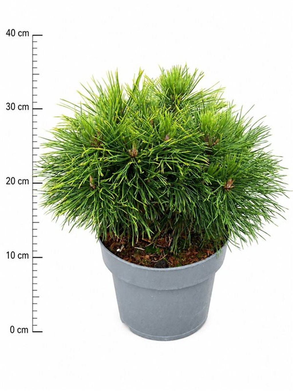 Pinus mugo Varella 45cm 23cm Pot