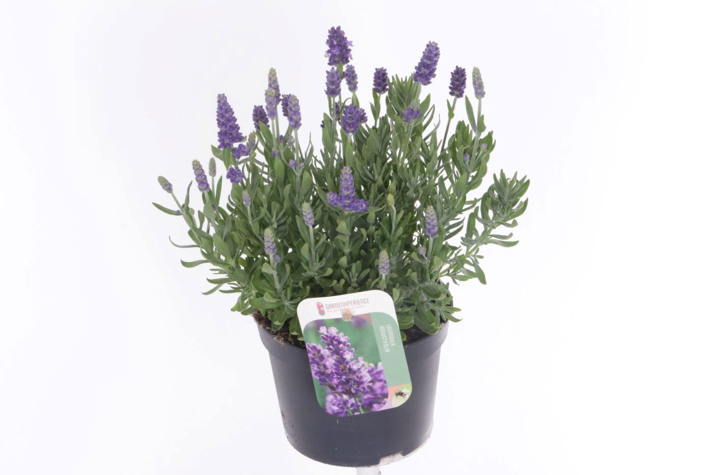 Lavandula ang. Blue River 30cm 13cm Pot