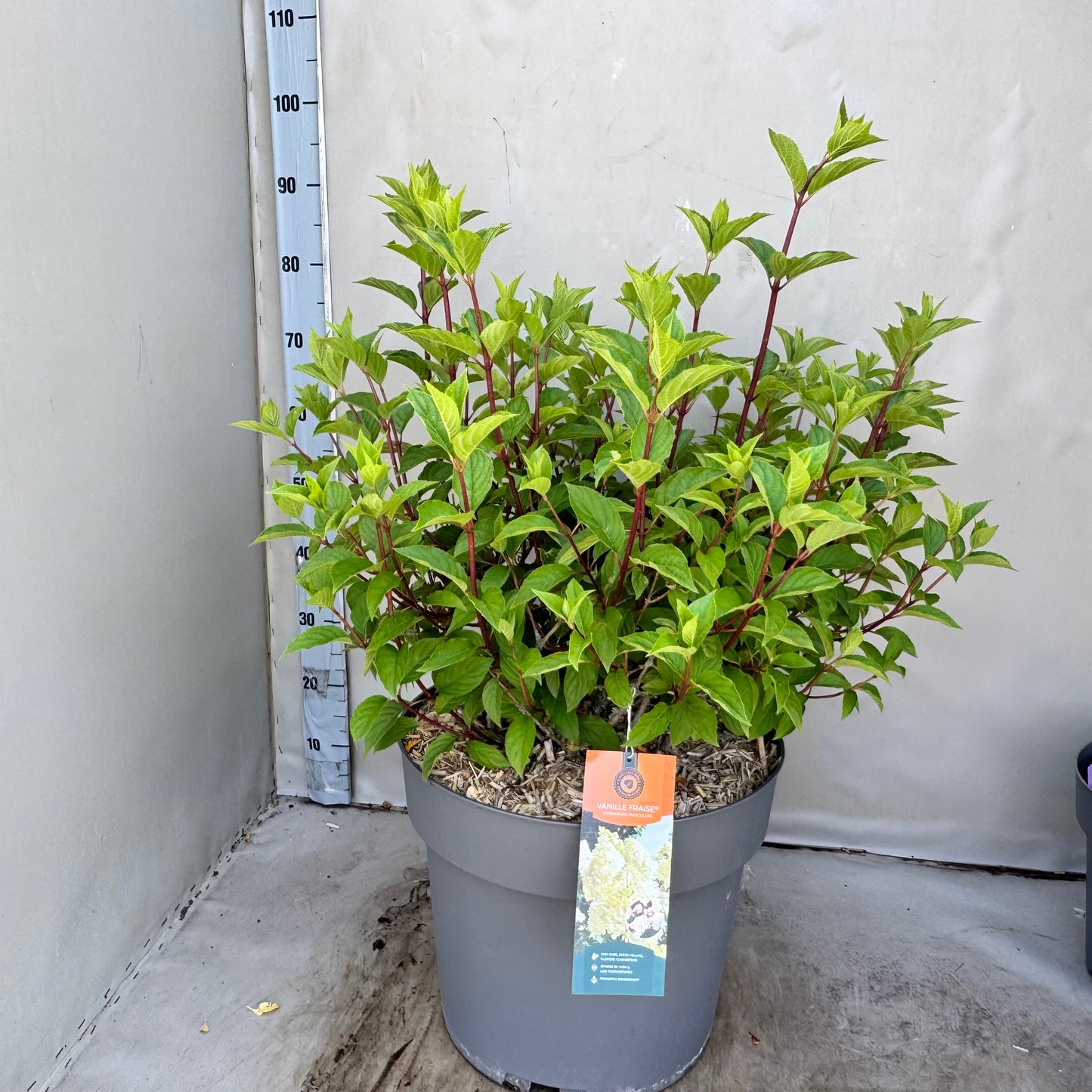 Hydrangea pan. Vanille-Frais 60cm 40cm Pot
