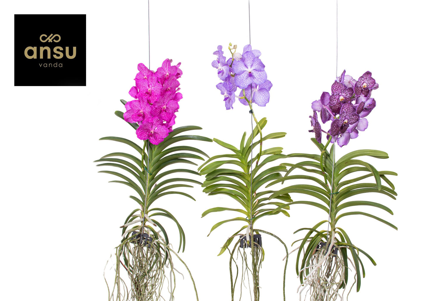 Vanda mix XL 80cm 17cm Pot