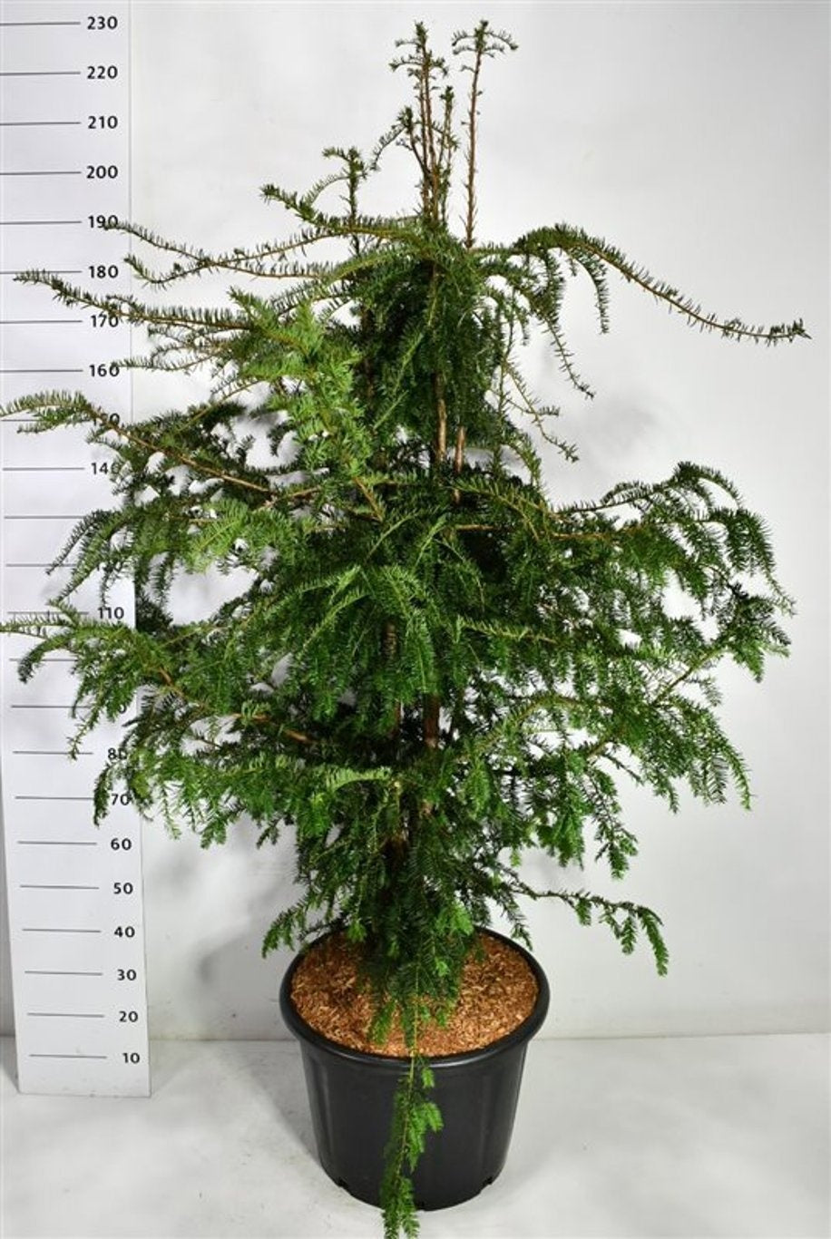 Taxus Dovastoniana 220cm 54cm Pot