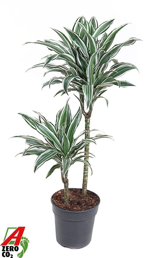 Dracaena fragrans White Jewel 90cm 19cm Pot