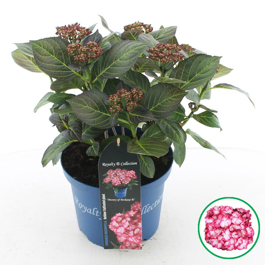 Hydrangea macr. Royalty Beauty of Boskoop 45cm 23cm Pot