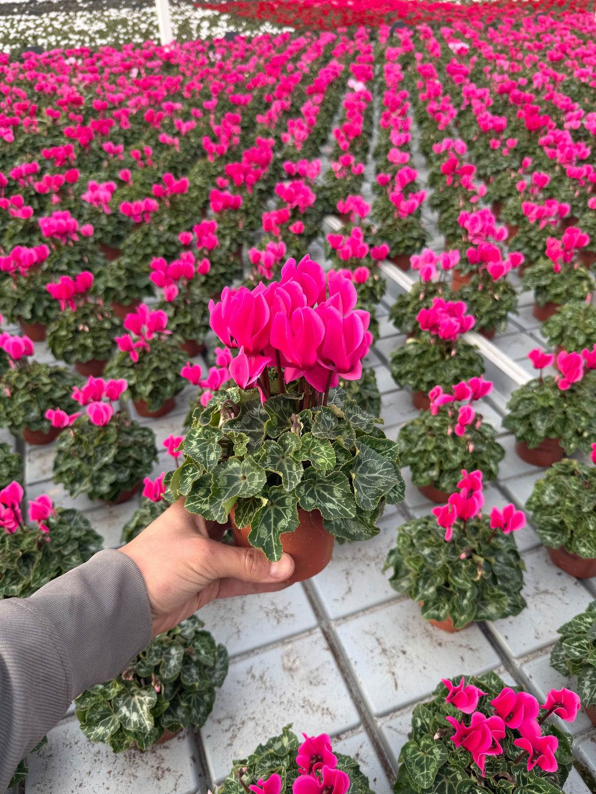 Cyclamen Allure 20cm 10.5cm Pot