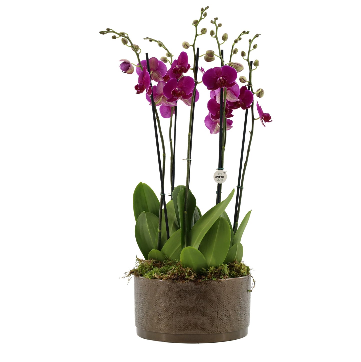 Phalaenopsis purple 60cm 27cm Pot