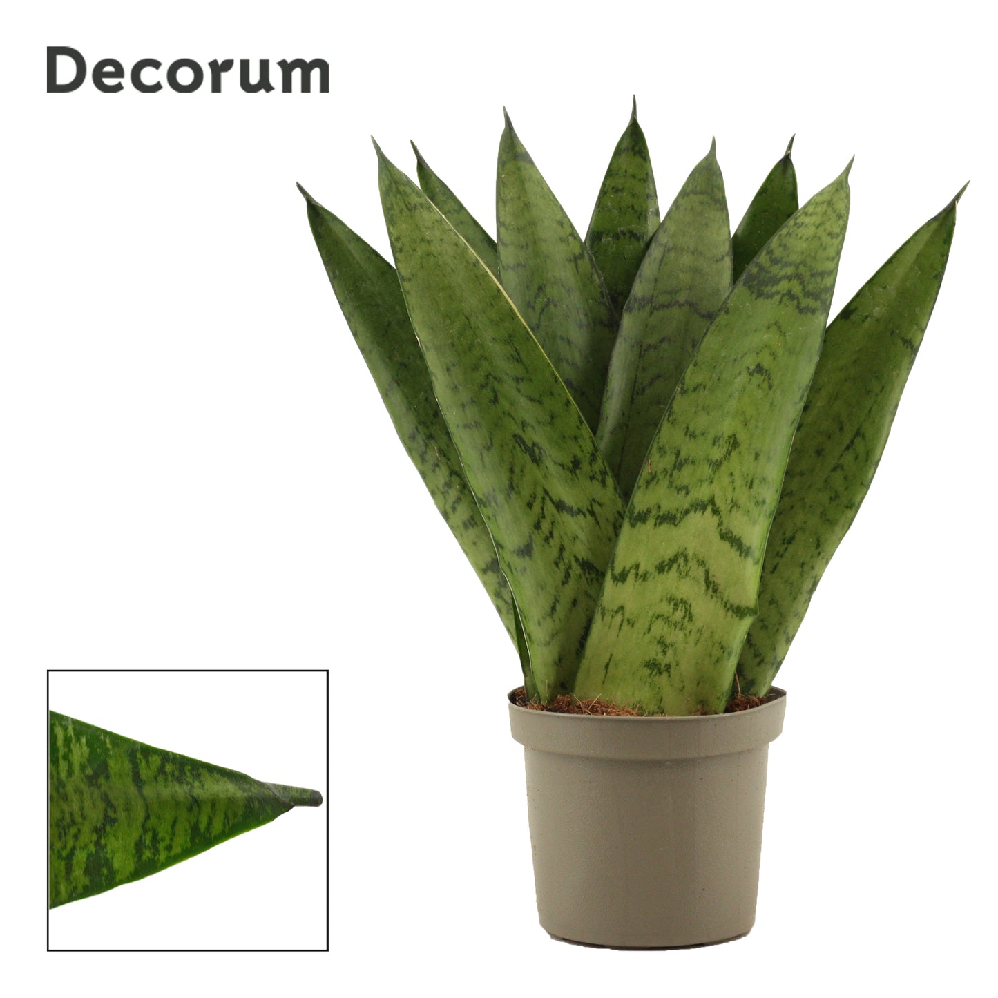 Sansevieria Zeylanica Fan 25cm 9cm Pot