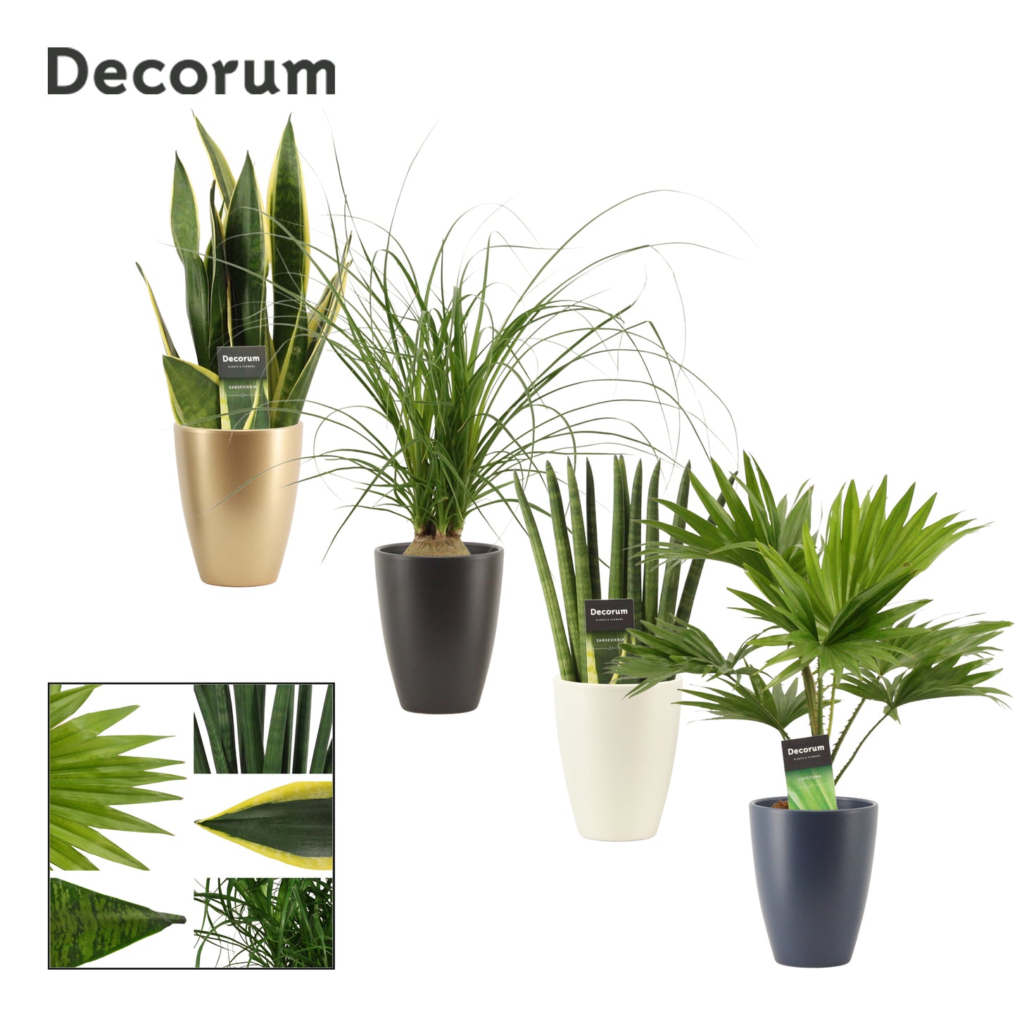 Foliage houseplants mix 35cm 12cm Pot