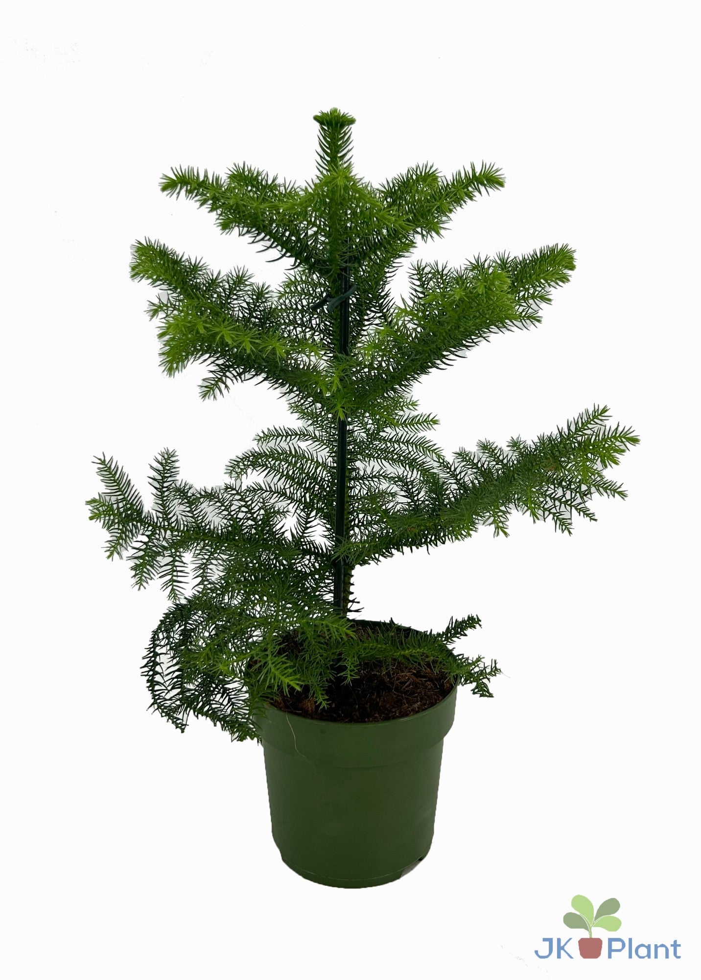 JK Plant Araucaria heterophylla Pack of 7