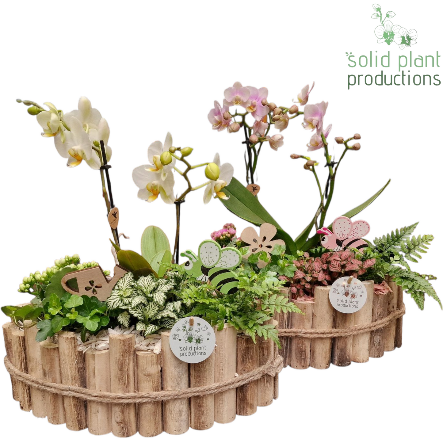 HPH006 Napoli Large White/Pink Phalaenopsis 45cm 35cm Pot