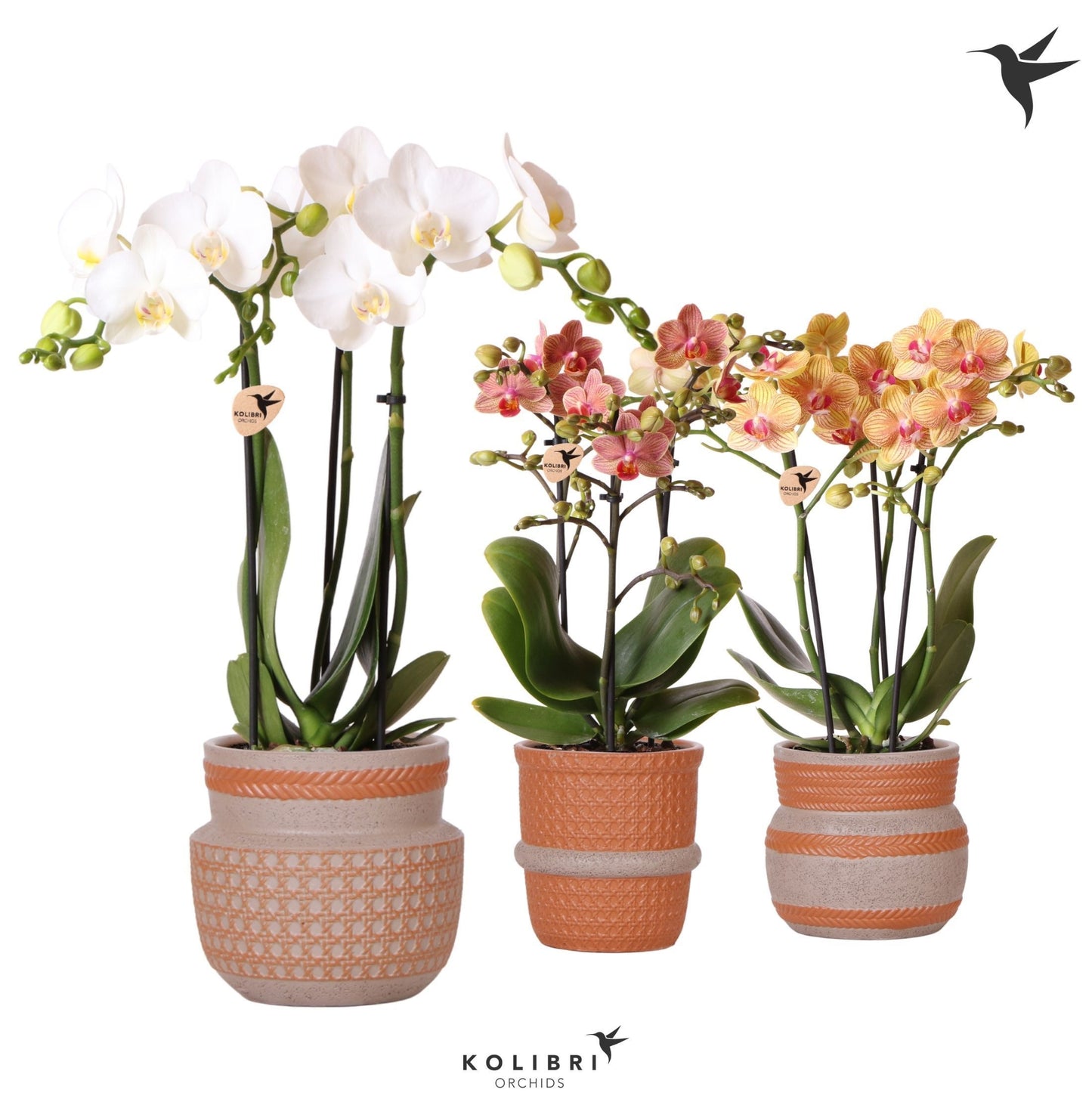 Kolibri Orchids Phalaenopsis mix 3 spike in Ethnic terracotta 40cm 9cm Pot