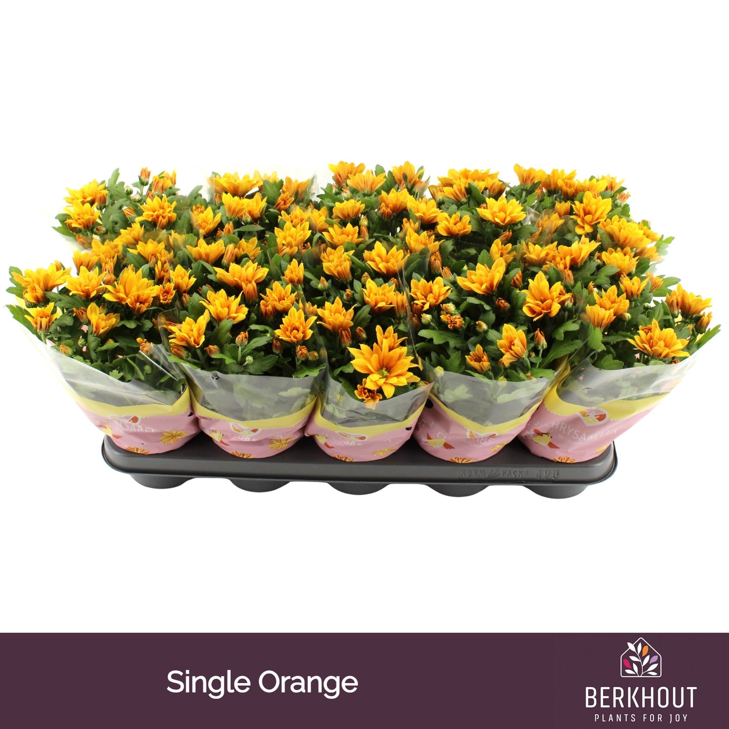 Chrysanthemum Heat 23cm 12cm Pot