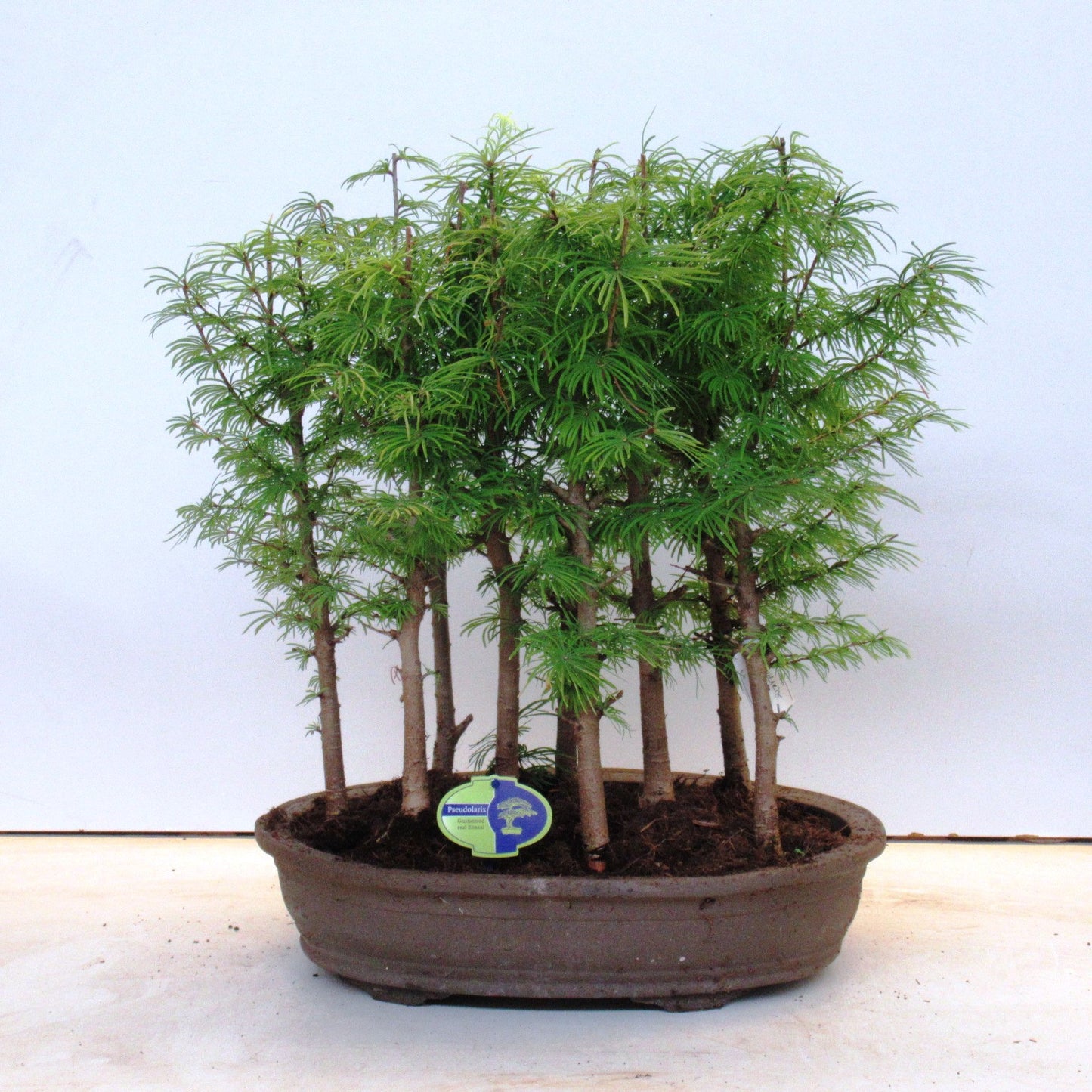 Pseudolarix amabilis 60cm 43cm Pot