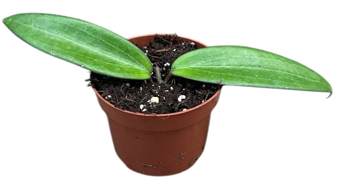 Hoya australis 15cm 10.5cm Pot
