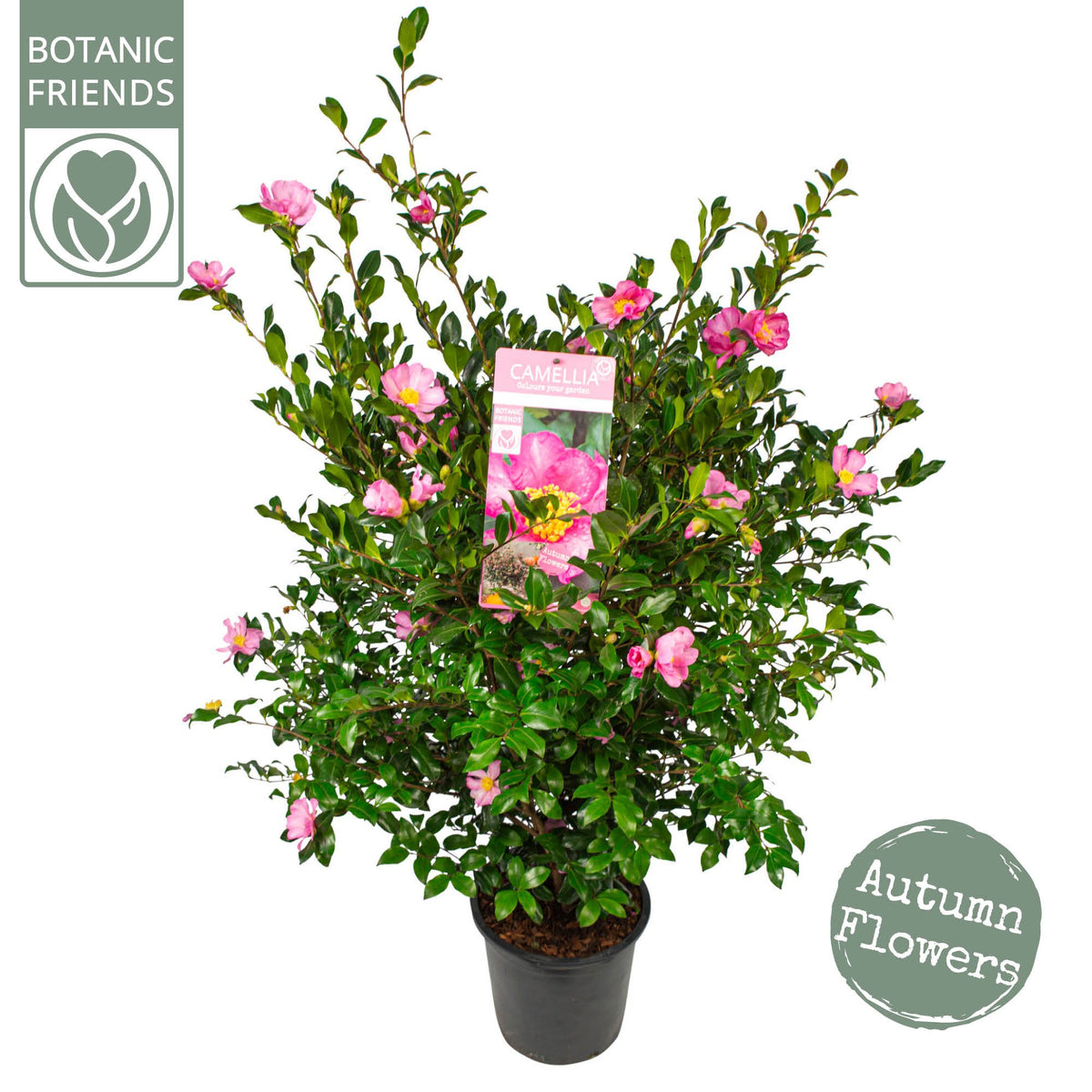 Camellia sasanqua 105cm 29cm Pot