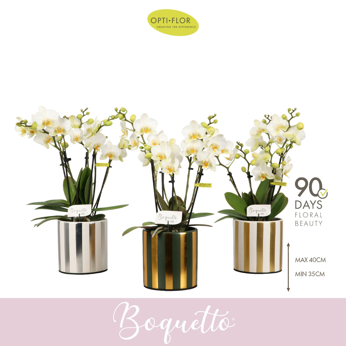 Phalaenopsis multiflora white 45cm 12cm Pot
