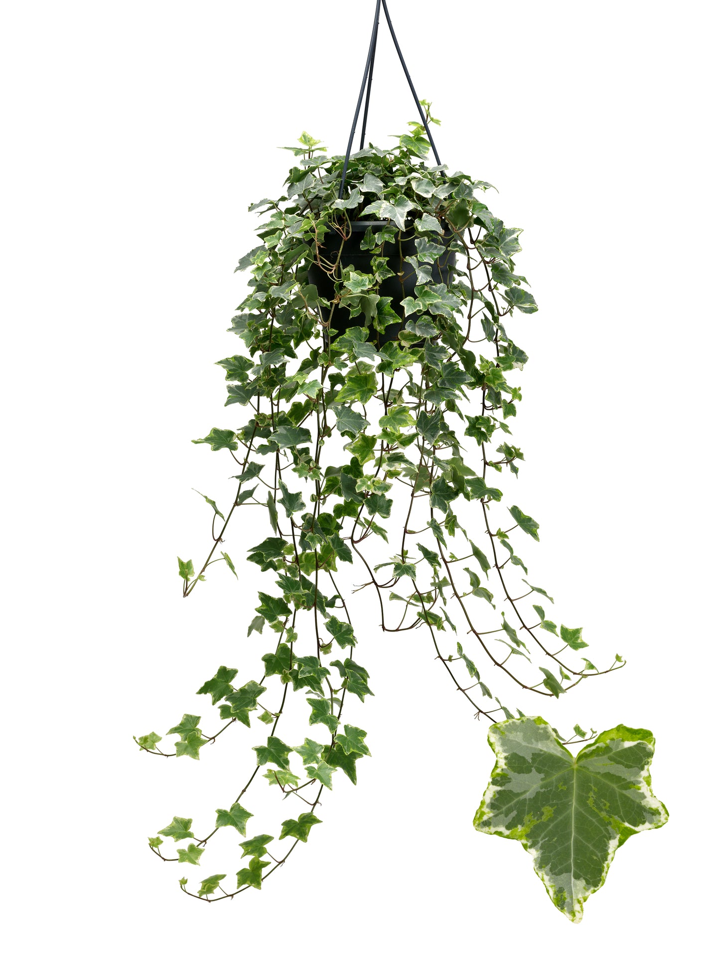 Hedera helix Mint Kolibri 19cm Pot