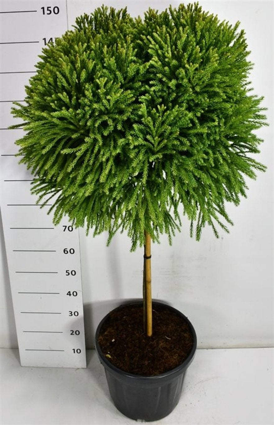 Cryptomeria Globosa Nana 170cm 40cm Pot