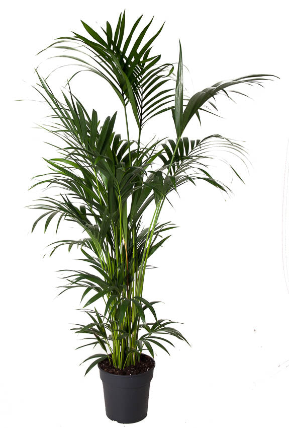 Howea forsteriana 160cm 31cm Pot