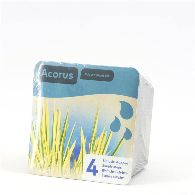 Waterplkw R. Moerings Acorus Variegatus Pack of 7