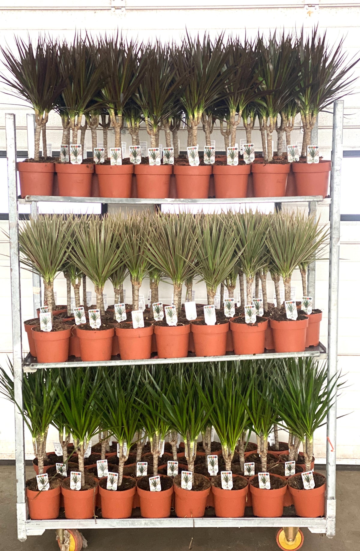 Dracaena marginata mix 70cm 17cm Pot