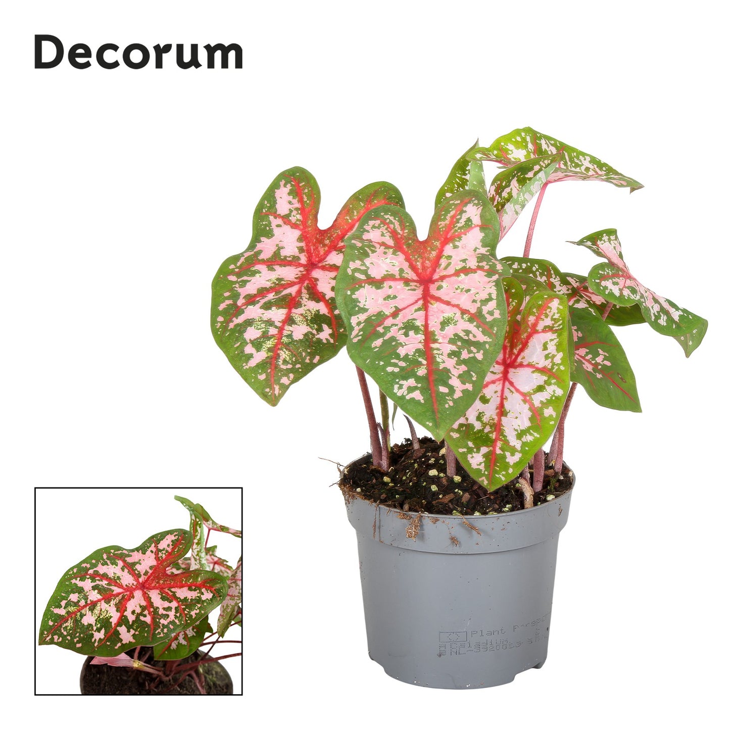 Caladium Carolyn Whorton 25cm 13cm Pot