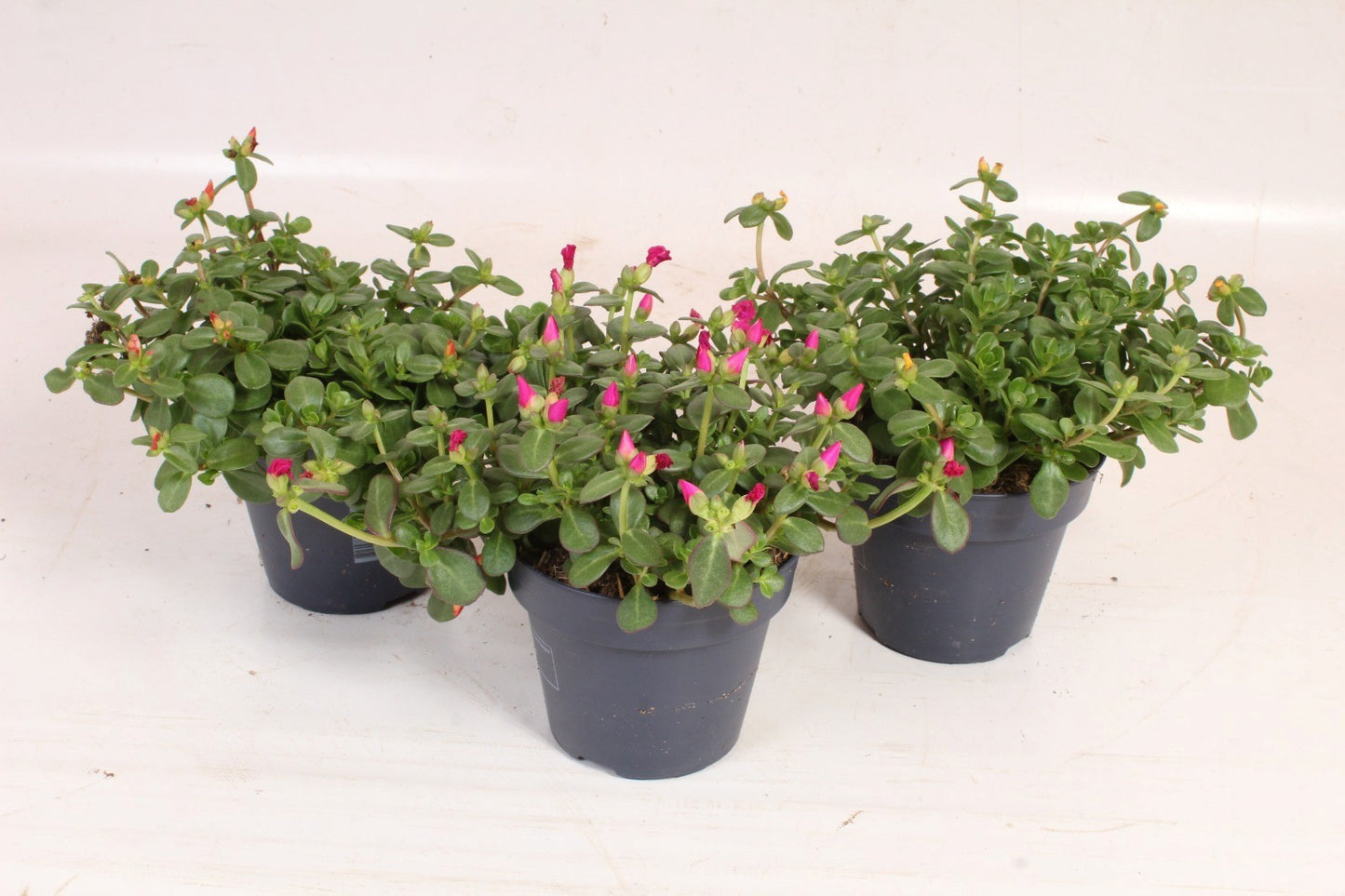 Portulaca mix 25cm 15cm Pot