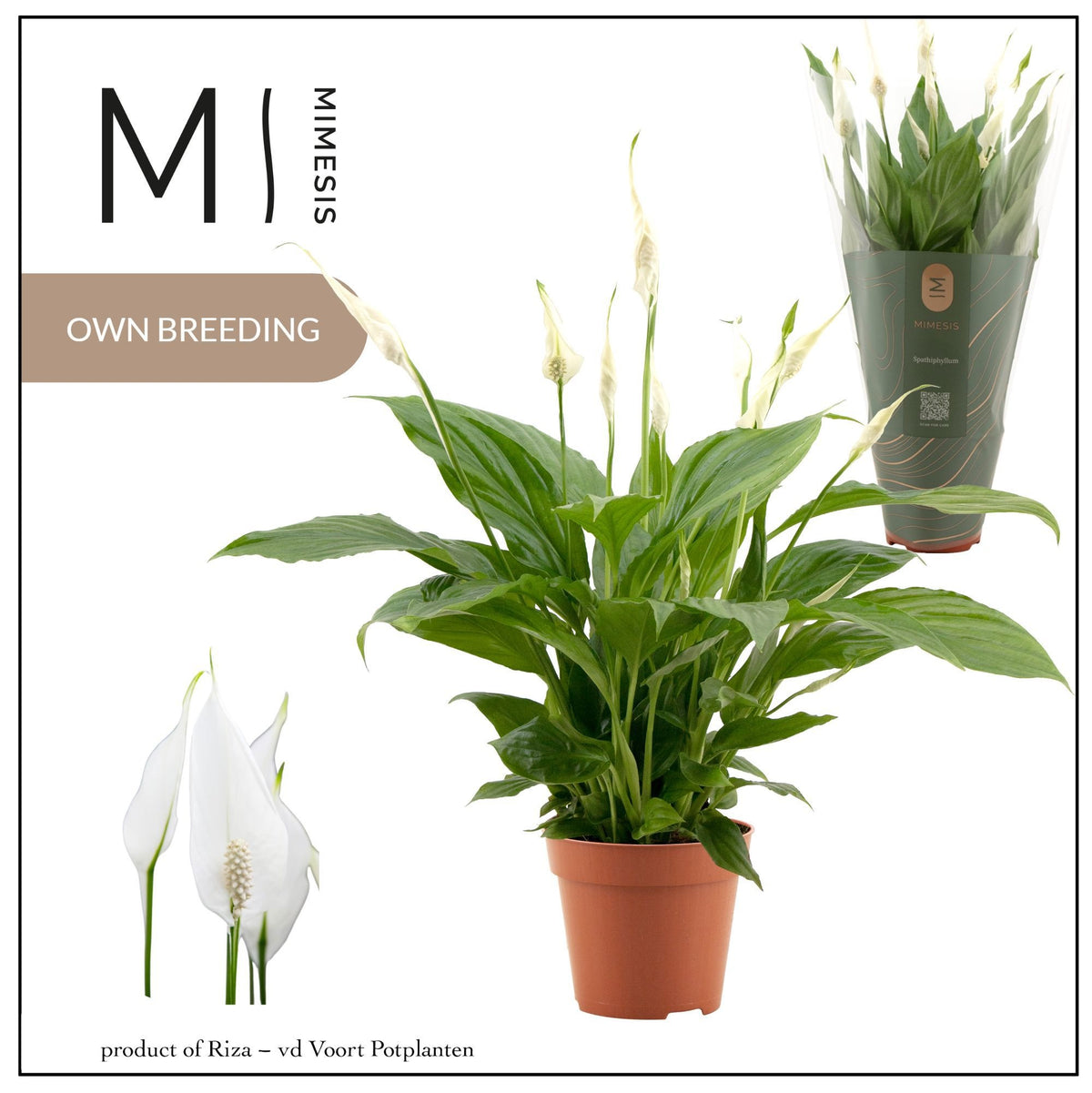Spathiphyllum Torelli 40cm 12cm Pot