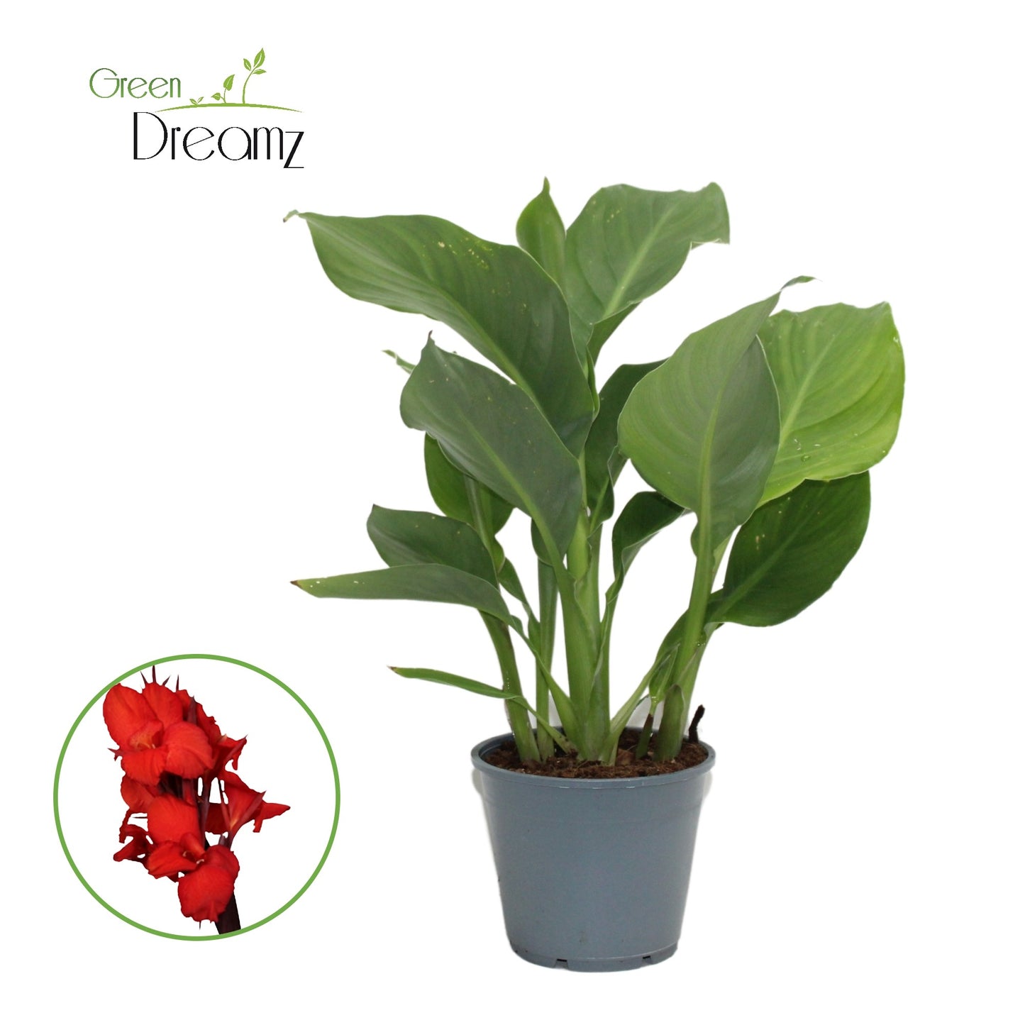 Canna Kreta 35cm 14cm Pot
