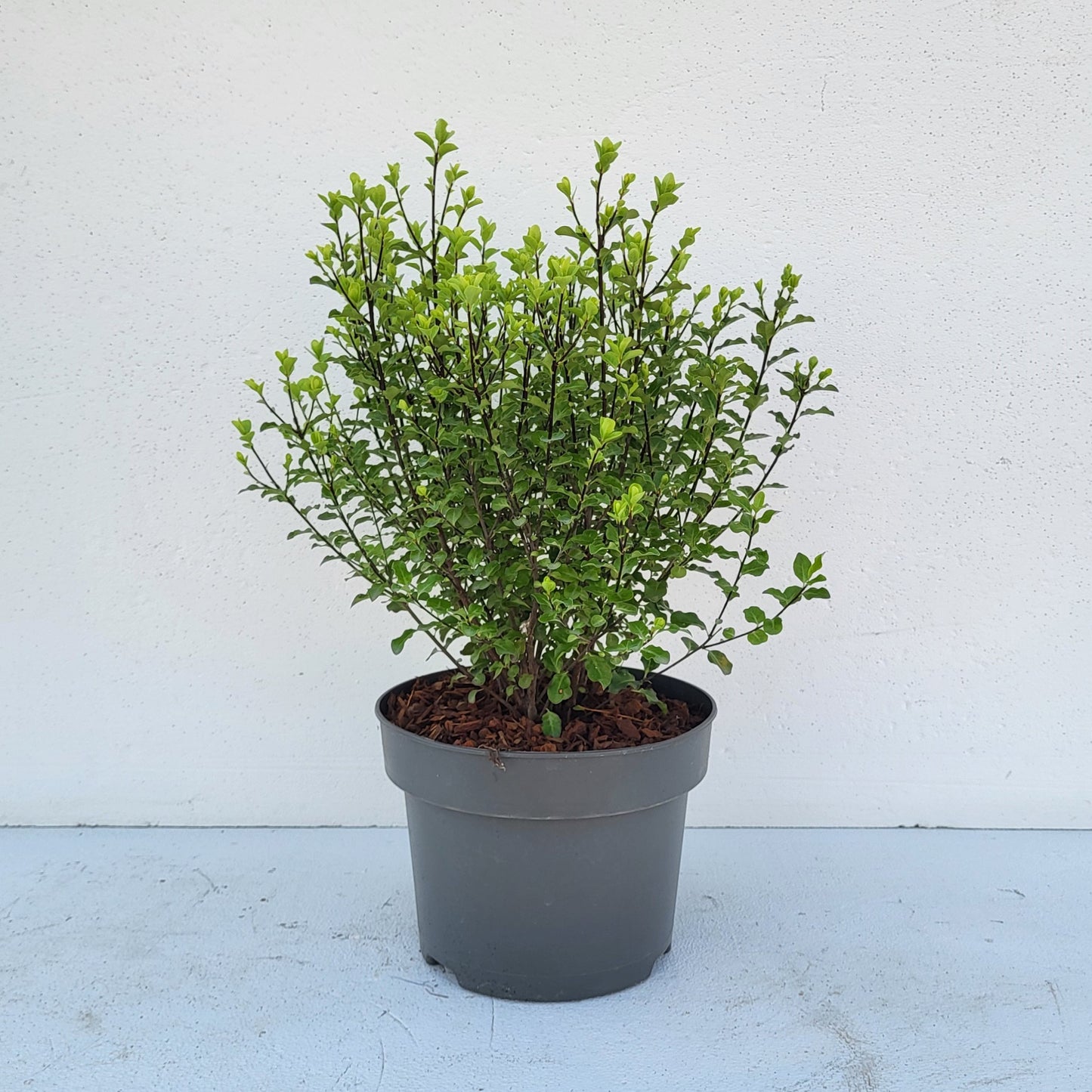 Pittosporum tenuifolium 55cm 23cm Pot