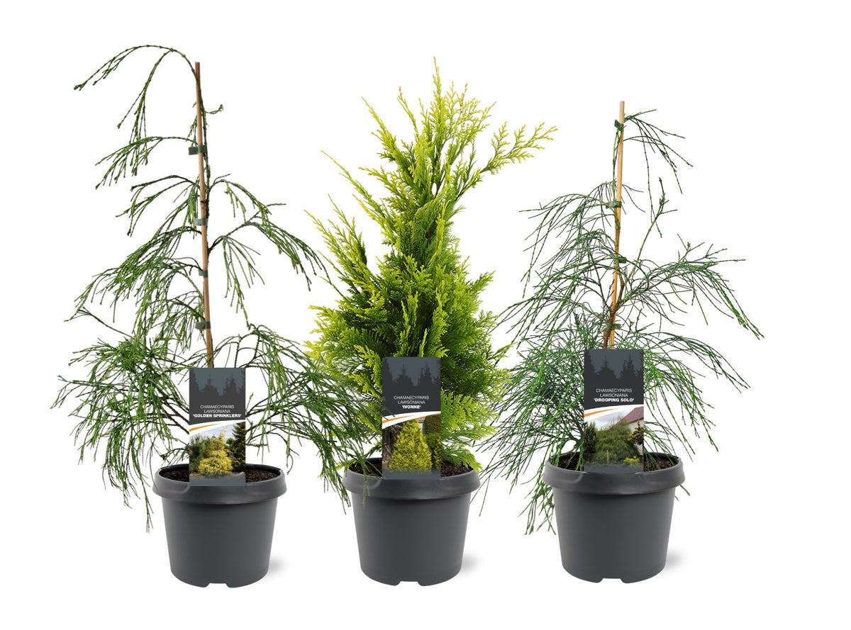 Chamaecyparis mix 55cm 19cm Pot